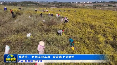季店乡：野菊花迎丰收 致富路上采摘忙