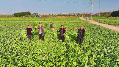 赛过水果！孝昌江河萝卜抢“鲜”上市！