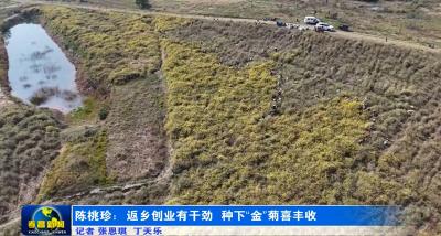 陈桃珍：返乡创业有干劲 种下“金”菊喜丰收