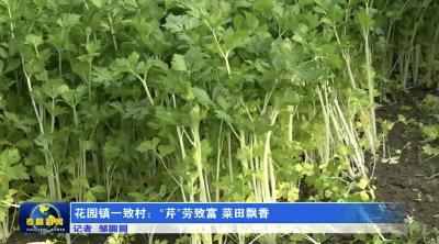 花园镇一致村：“芹”劳致富 菜田飘香