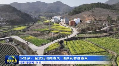 孝昌小悟：金波泛浪踏春风 油菜花香诱客来