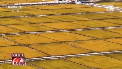 加强粮食和重要农产品稳产保供 乡村全面振兴这样推进→