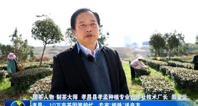 孝昌：10万亩茶园管护忙 专家“把脉”送良方