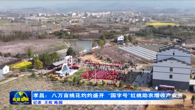 孝昌：八万亩桃花灼灼盛开  “国字号”红桃助农增收产业兴
