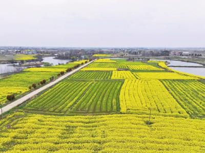 孝昌白沙：油菜花开春意浓 农旅融合促增收