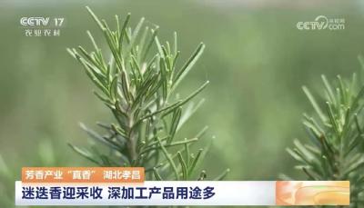 央视关注孝昌！迷迭香产业“真香”