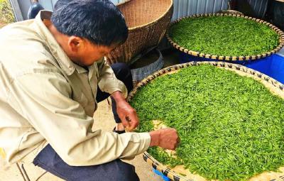 一芽一叶一抹香  孝昌花西收获首篓“茶叶经济”