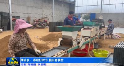 季店乡：春耕好时节  稻田育秧忙
