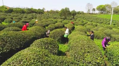 上春山 采春茶！湖北孝昌10万亩茶叶开采