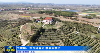 卫店镇：不负好春光  茶农采茶忙
