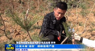 孝昌：小苗木做“造型” 提颜值增产值