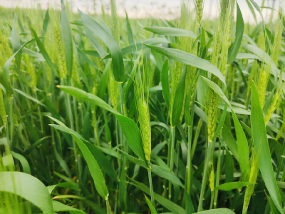 风吹麦浪！孝昌花西千亩小麦长势良好