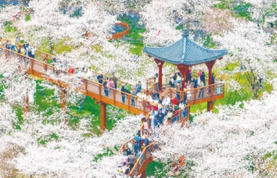 湖北赏花经济常开常艳 春日“颜值”变“产值”