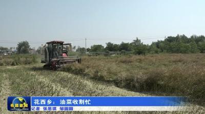 花西乡：油菜收割忙