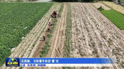 花园镇：马铃薯丰收迎“薯”光
