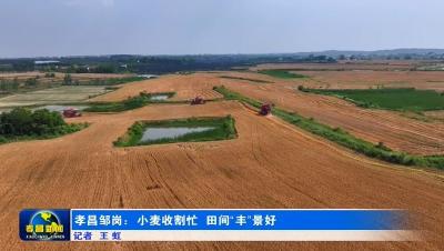 孝昌邹岗：小麦收割忙 田间“丰”景好