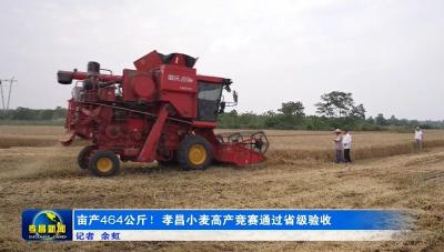 亩产464公斤！孝昌小麦高产竞赛通过省级验收