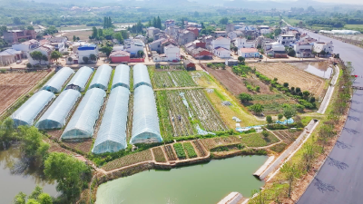 孝昌丰山：摘番茄  采玫瑰  特色产业带来红火“采摘游”  