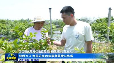 酸甜可口 孝昌这里的蓝莓藏着爱与传承