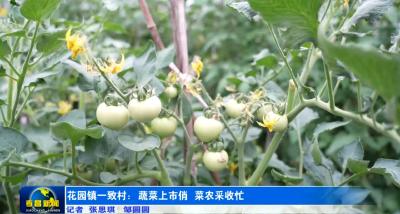 花园镇一致村：蔬菜上市俏 菜农采收忙