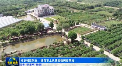 孝昌桃农喊话网友：桃花节上认领的桃树结果啦！