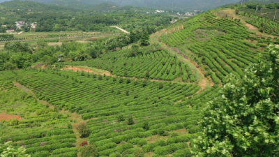 孝昌小悟：高山云雾出好茶 乡村振兴添动力