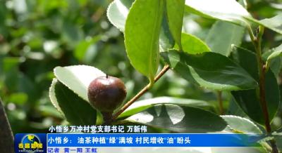 小悟乡：油茶种植“绿”满坡 村民增收“油”盼头