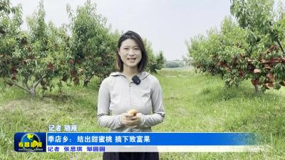 季店乡：结出甜蜜桃 摘下致富果