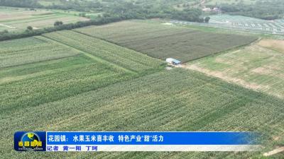 花园镇：水果玉米喜丰收  特色产业“甜”活力