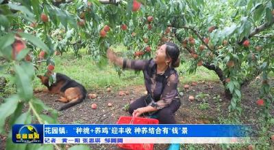 花园镇：“种桃+养鸡”迎丰收 种养结合有“钱”景