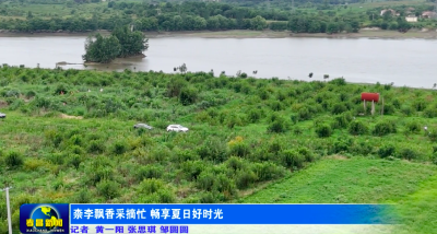 柰李飘香采摘忙 畅享夏日好时光