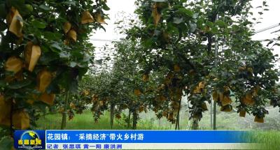花园镇：“采摘经济”带火乡村游