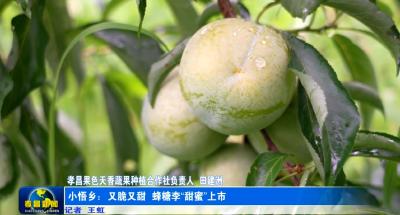 小悟乡：又脆又甜 蜂糖李“甜蜜”上市