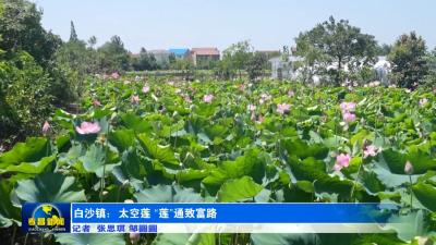 白沙镇：太空莲  “莲”通致富路