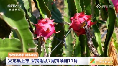 超甜！孝昌火龙果“红”上央视！