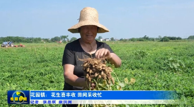 花园镇：花生喜丰收 田间采收忙
