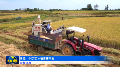 风吹稻浪谷飘香！孝昌44万亩水稻喜获丰收