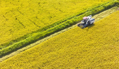 孝昌花西乡：中稻开镰 稻浪滚滚好“丰”景