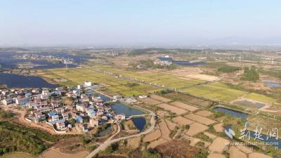 孝昌邹岗：邂逅湖光山色，稻香氤氲的“太子米之乡”