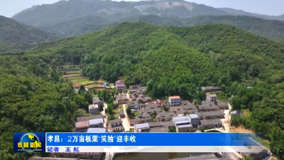 孝昌：2万亩板栗“笑脸”迎丰收