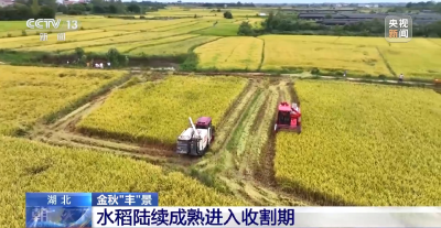 三上央视！孝昌44万亩水稻迎丰收！ 