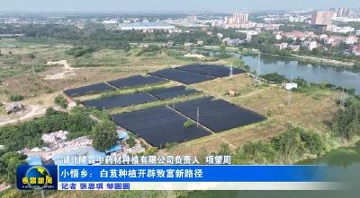 小悟乡：白芨种植开辟致富新路径
