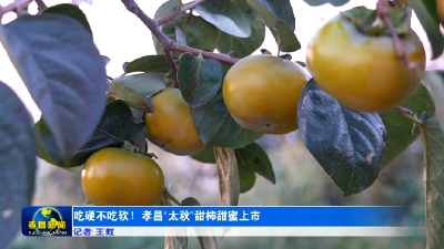 吃硬不吃软！孝昌“太秋”甜柿甜蜜上市