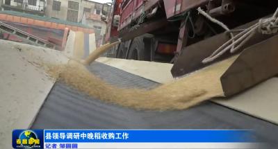 县领导调研中晚稻收购工作
