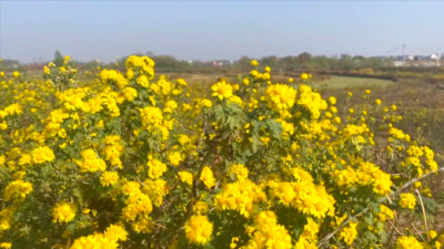 孝昌季店：200亩野菊花迎丰收，致富路上采收忙！