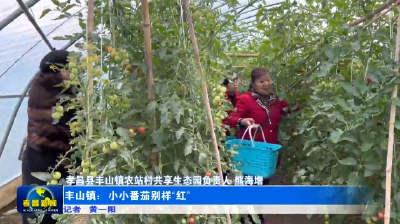 孝昌丰山：小小番茄别样“红”