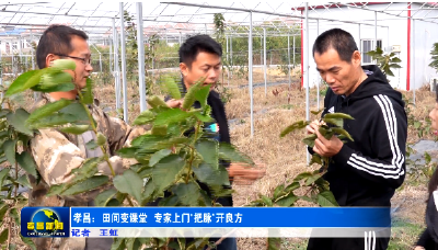 孝昌：田间变课堂  专家上门“把脉”开良方