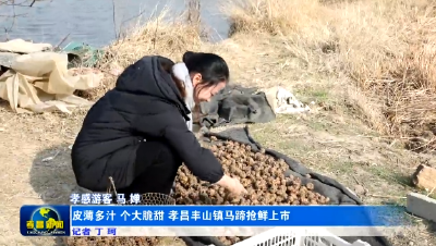 皮薄多汁 个大脆甜 丰山镇马蹄抢鲜上市