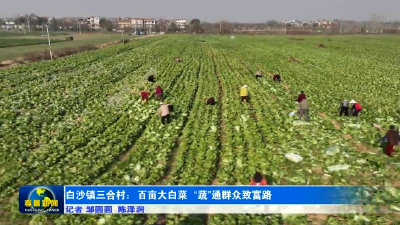 白沙镇三合村：百亩大白菜 “蔬”通群众致富路