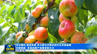 科技赋能 孝昌血桃产业焕发新活力